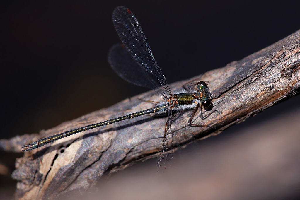 Tiny Flatwing