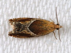 Ancylis obtusana
