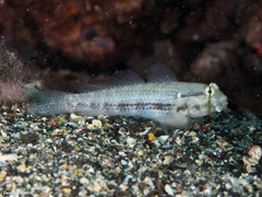 Gnatholepis thompsoni
