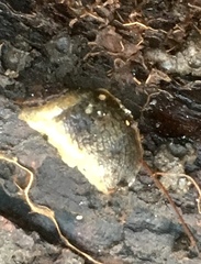 Tandonia sowerbyi