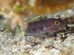 Vanneaugobius canariensis