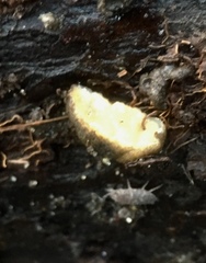 Tandonia sowerbyi