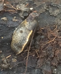 Tandonia sowerbyi