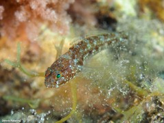 Vanneaugobius canariensis