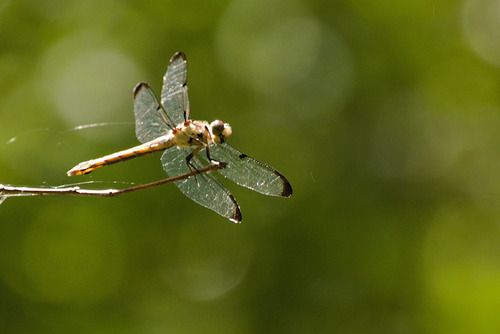 Great Blue Skimmer photographed in South Carolina