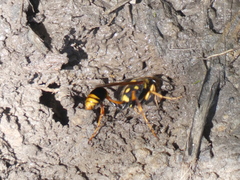 Sceliphron formosum