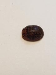 Paropsisterna m-fuscum