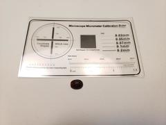 Paropsisterna m-fuscum