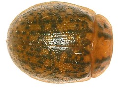 Paropsisterna m-fuscum