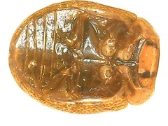 Paropsisterna m-fuscum