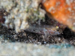 Vanneaugobius canariensis