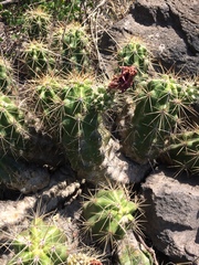 Echinocereus cinerascens cinerascens