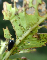 Lysathia ludoviciana