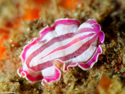 Pink Flatworm, Las Palmas, ES-CN, ES, photo 7 of 10