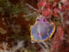 Felimida purpurea