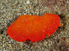 Euryozius bouvieri