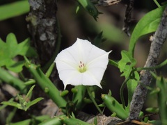 Convolvulus equitans