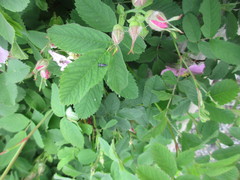Hippodamia variegata