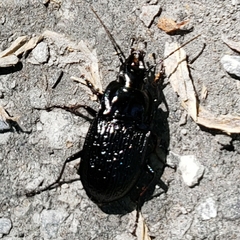 Dicaelus sculptilis