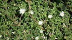 Delosperma inconspicuum