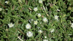 Delosperma inconspicuum