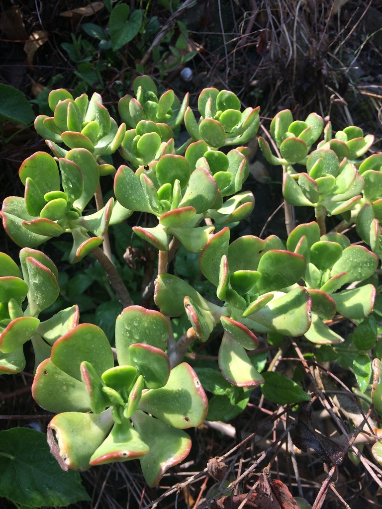 Tree stonecrop