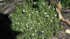 Delosperma inconspicuum