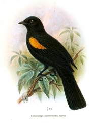 Red-Shouldered Cuckooshrike photo 3
