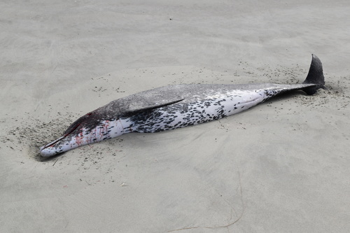 Rough-toothed Dolphin photographed in South Carolina