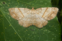 Polymixinia appositaria