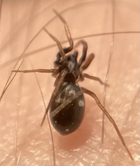 Phrurolithus