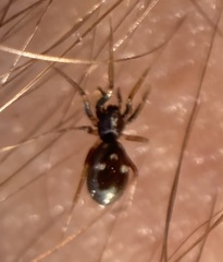 Phrurolithus