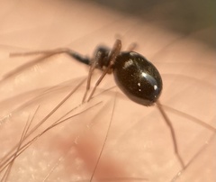 Phrurolithus
