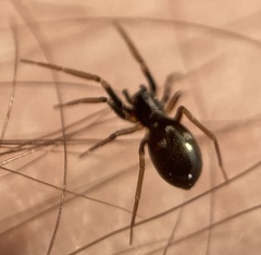 Phrurolithus