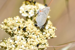 Satyrium californica