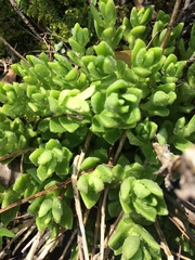 Sedum ebracteatum
