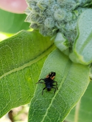 Harmonia axyridis