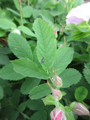 Hippodamia variegata