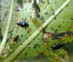 Lysathia ludoviciana