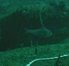 Pempheris multiradiata