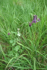 Aquilegia atrata