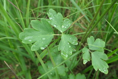 Aquilegia atrata
