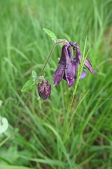 Aquilegia atrata