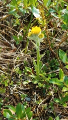 Tephroseris yukonensis