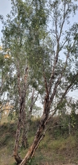 Melaleuca fluviatilis