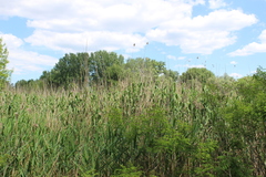 Phragmites australis altissimus
