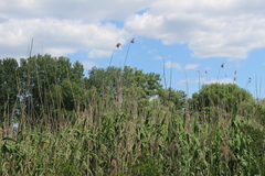 Phragmites australis altissimus