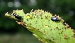 Lysathia ludoviciana