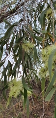 Melaleuca fluviatilis