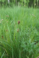Schoenus nigricans